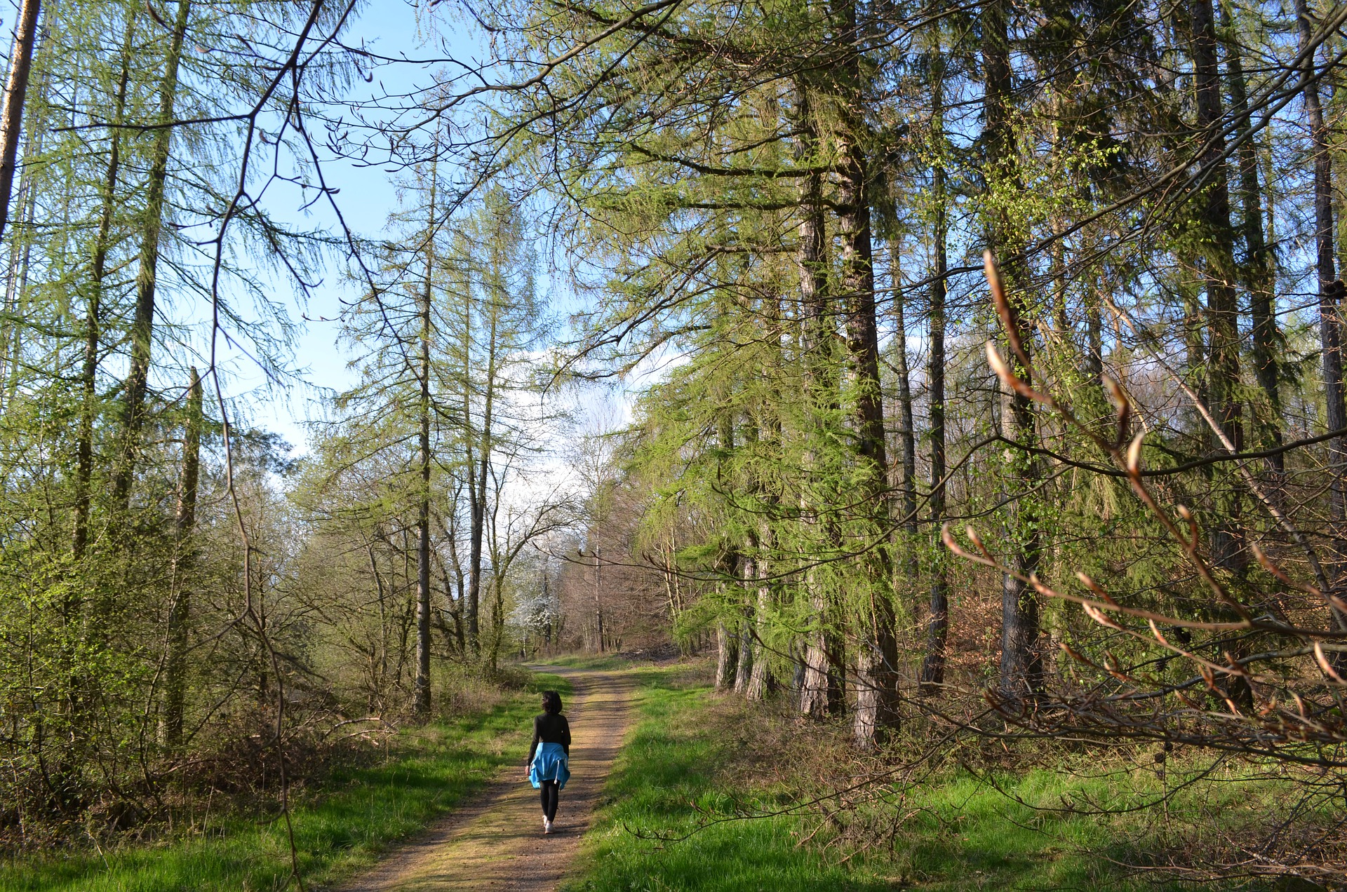 Heilwege - Meditation und Waldbaden